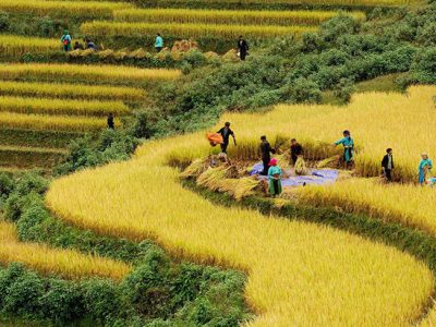 Paddy, rice fields in Sapa, Vietnam